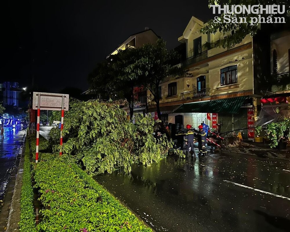 Cắt tỉa cây xanh tại Đà Nẵng để phòng chống mưa bão