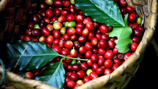 Giá nông sản hôm nay 25/9: Cà phê cao nhất 66.800 đồng/kg, thị trường tiêu trầm lắng