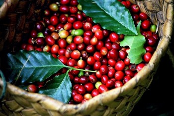 Giá nông sản hôm nay 25/9: Cà phê cao nhất 66.800 đồng/kg, thị trường tiêu trầm lắng