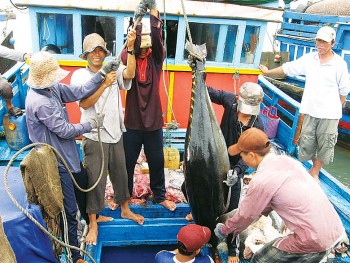 Xuất khẩu cá ngừ sang Chile tiếp tục tăng mạnh