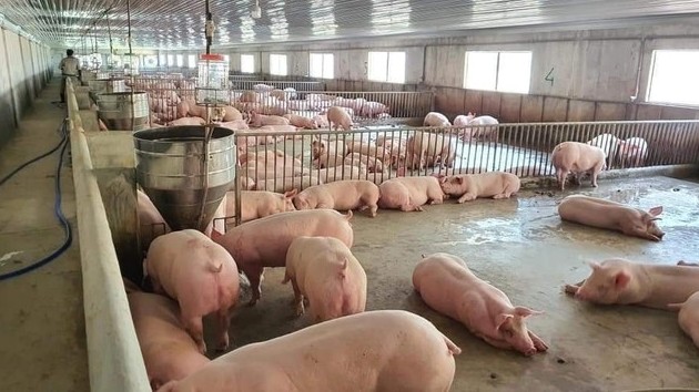 Giá heo hơi hôm nay 26/9: Giảm 1.000 đồng/kg tại một số địa phương