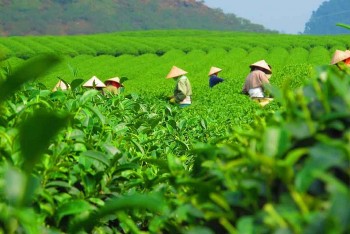 Thứ cây người Việt trồng nhiều, thị trường Anh nhập khẩu 53 nghìn tấn trong 6 tháng