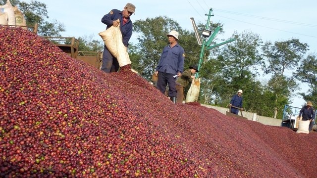 Giá nông sản hôm nay 26/9: Cà phê và hồ tiêu đồng loạt giảm so với hôm qua