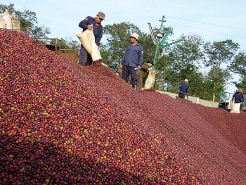 Giá nông sản hôm nay 26/9: Cà phê và hồ tiêu đồng loạt giảm so với hôm qua