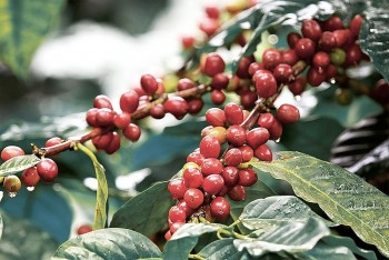 Giá nông sản ngày 27/9: Cà phê tăng cao nhất 300 đồng/kg, hồ tiêu tiếp tục giảm