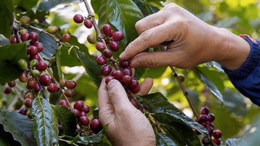 Giá cà phê tăng trở lại, cơ hội đối với xuất khẩu cà phê Việt Nam