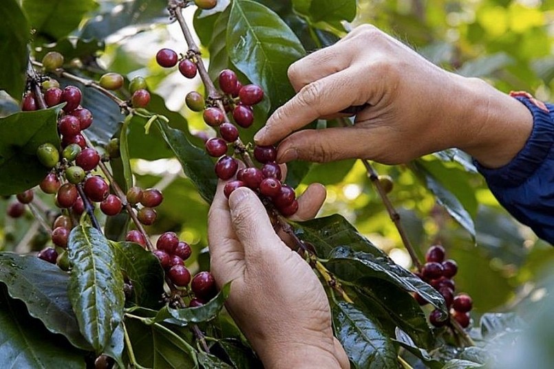 Giá cà phê tăng trở lại, cơ hội đối với xuất khẩu cà phê Việt Nam