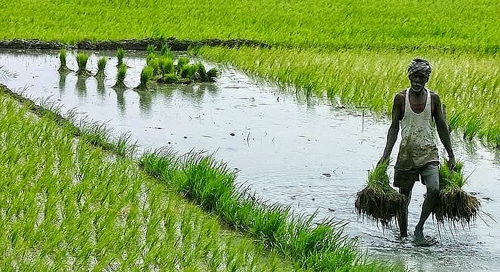 Nông dân Ấn Độ mở rộng diện tích trồng lúa