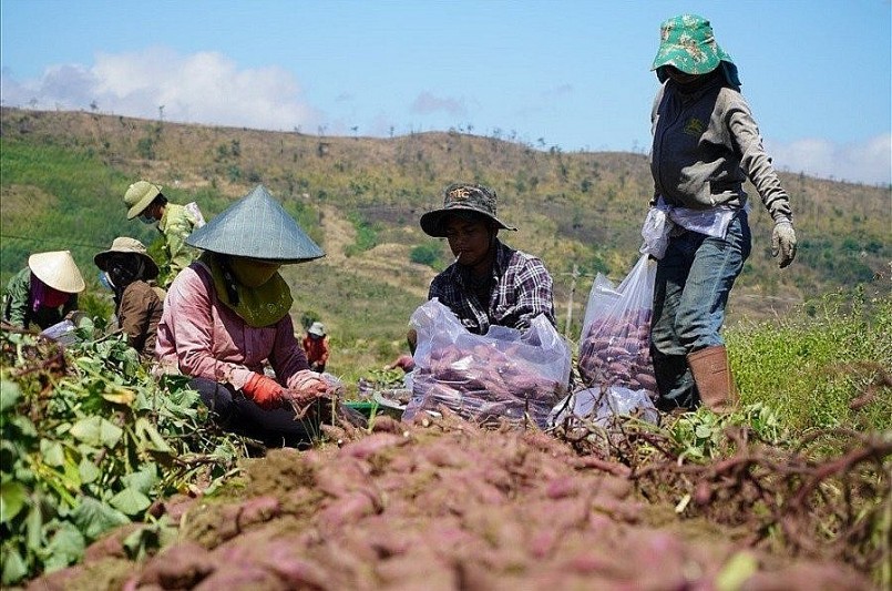 hơn 80 cơ sở đóng gói và vùng trồng khoai lang Việt Nam đạt yêu cầu, được phép xuất khẩu sang Trung Quốc