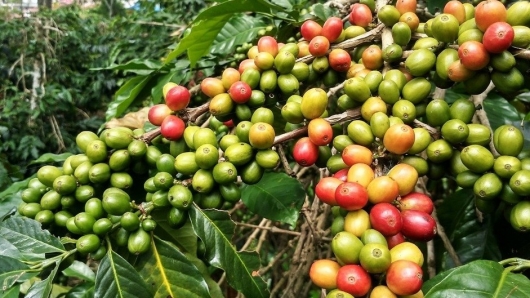 Giá nông sản ngày 29/9: Cà phê quay đầu tăng, hồ tiêu cao nhất đạt 72.000 đồng/kg