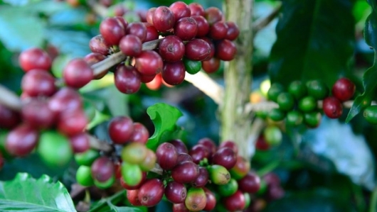 Giá nông sản hôm nay ngày 30/9: Cà phê giảm nhẹ 100 đồng/kg, hồ tiêu ổn định