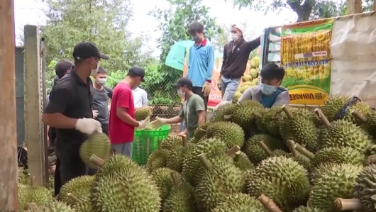 Việc tạm dừng xuất khẩu với 74 mã số vùng trồng và 47 cơ sở đóng gói trái cây là do Việt Nam chủ động
