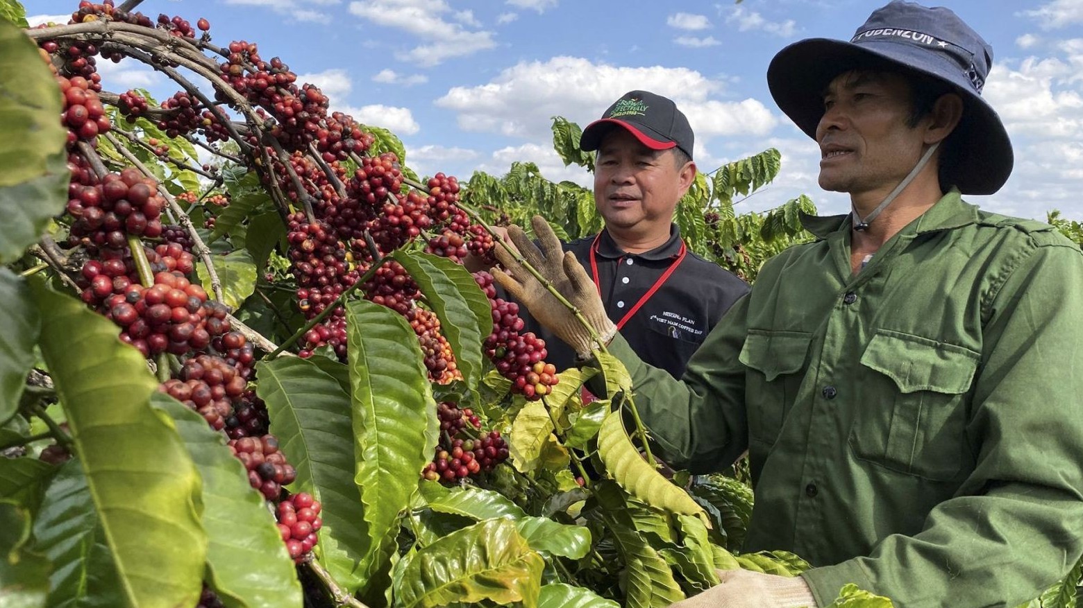 Xuất khẩu cà phê tháng 9 của Việt Nam giảm mạnh về lượng và trị giá