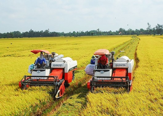 Triển khai Đề án 1 triệu ha lúa chất lượng cao từ vụ đông xuân 2023 - 2024