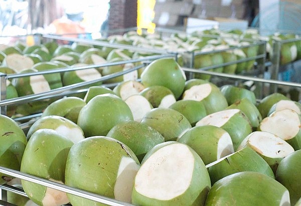 Hiện nay, trái dừa của Việt Nam đang đi tới rất nhiều quốc gia
