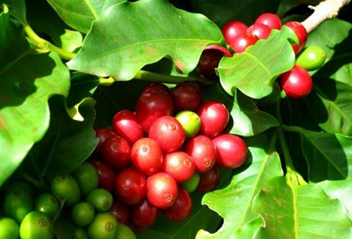 Giá nông sản hôm nay 5/10: Cà phê đồng loạt lao dốc, giá tiêu chững lại ở mức cao nhất 72.000 đồng/kg