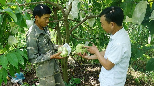 Trồng giống na cho trái khủng trên núi cao, nông dân đổi đời thành tỷ phú