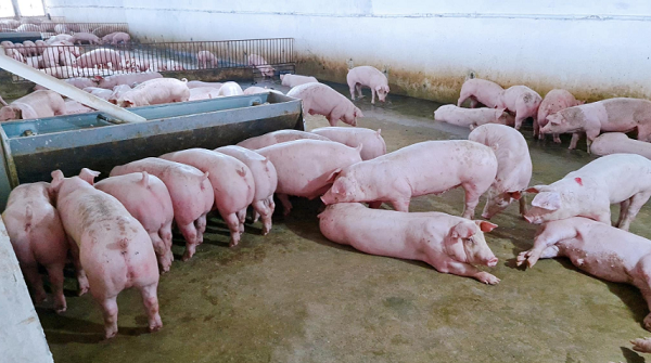 Giá heo hơi hôm nay 7/10: Tiếp tục giảm trên diện rộng