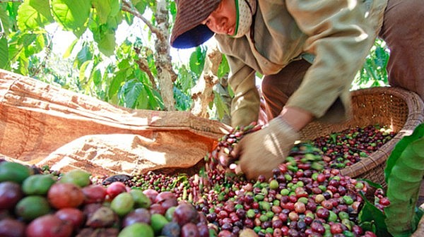 7 tháng đầu năm 2023, Đức nhập khẩu gần 157 nghìn tấn cà phê từ Việt Nam
