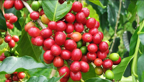 Giá nông sản hôm nay 8/10:  Cà phê và hồ tiêu đồng loạt giảm mạnh