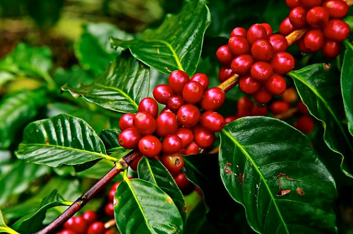 Giá nông sản hôm nay 9/10: Cà phê duy trì ổn định, hồ tiêu giảm 500 đồng/kg