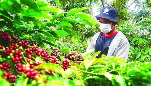 Xuất khẩu cà phê dần chinh phục mốc 4 tỷ USD năm 2023