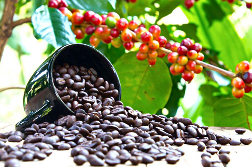 Giá nông sản hôm nay 10/10:  Cà phê điều chỉnh giảm  500 đồng/kg, hồ tiêu chưa có điều chỉnh mới
