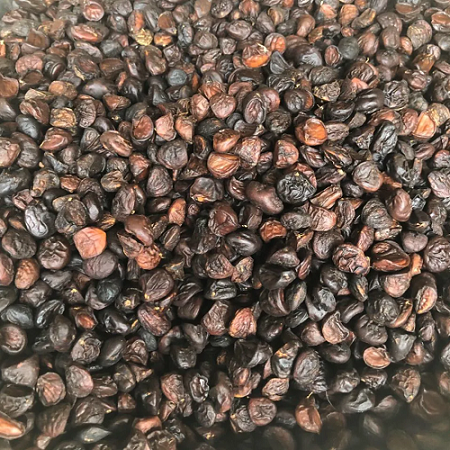 Loại hạt được ví “vàng đen” của Tây Bắc, có mùi thơm đặc biệt được săn tìm ráo riết