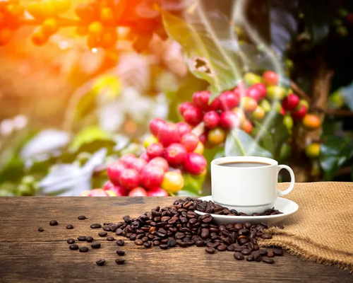 Việt Nam xuất khẩu gần 51.000 tấn cà phê trong tháng 9