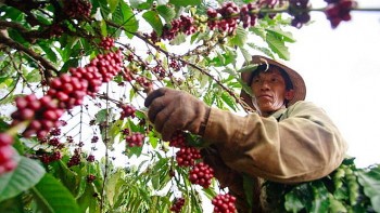 Thách thức trong việc hiện thực hoá mục tiêu xuất khẩu cà phê năm 2023