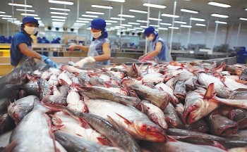 8 tháng năm 2023, xuất khẩu cá tra sang Trung Quốc giảm mạnh