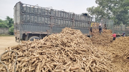 Việt Nam xuất khẩu sắn và các sản phẩm từ sắn đạt 262,83 nghìn tấn