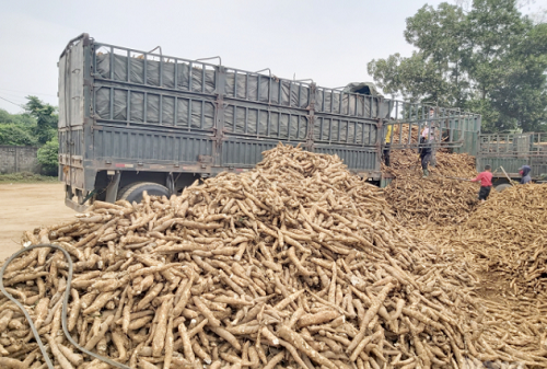 Việt Nam xuất khẩu sắn và các sản phẩm từ sắn đạt 262,83 nghìn tấn