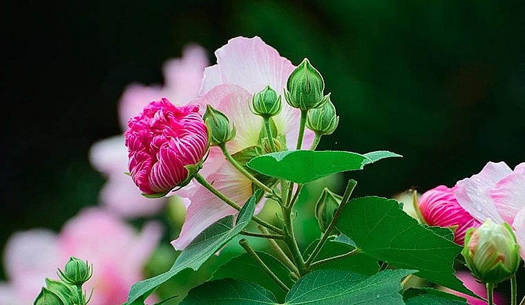 Cây phù dung: Loài hoa đẹp, vị thuốc quý