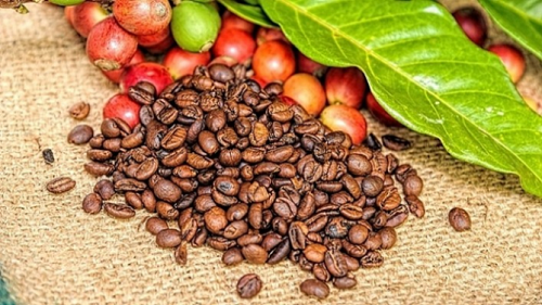 Giá nông sản hôm nay 16/10: Cà phê và hồ tiêu trụ vững ở mức cao