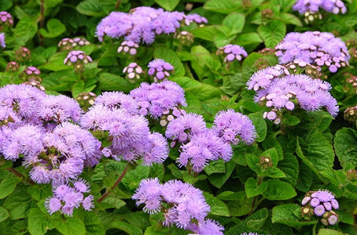 Loại hoa nghe đã thấy “bốc mùi”, là vị thuốc quý, chứa đầy kháng sinh tự nhiên