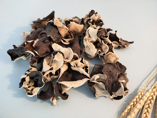 Loại nấm được ví như “vàng đen” của núi rừng, là kho collagen cực tốt cho sức khỏe