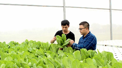 Nam Định chuyển đổi cơ cấu cây trồng gắn với ứng dụng tiến bộ khoa học kỹ thuật