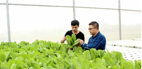 Nam Định chuyển đổi cơ cấu cây trồng gắn với ứng dụng tiến bộ khoa học kỹ thuật