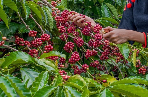 Giá nông sản hôm nay 21/10: Cà phê nối dài chuỗi ngày tăng, hồ tiêu đi ngang giữ ở mức 71.000 đồng/kg