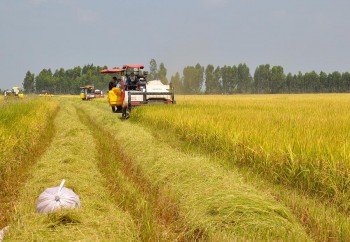 Việt Nam sẽ ký Hiệp định thương mại gạo với Indonesia, Philippines