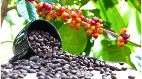Giá nông sản hôm nay 23/10: Cà phê tăng thêm 400 đồng/kg, hồ tiêu duy trì ổn định ở mức 71.000 đồng/kg