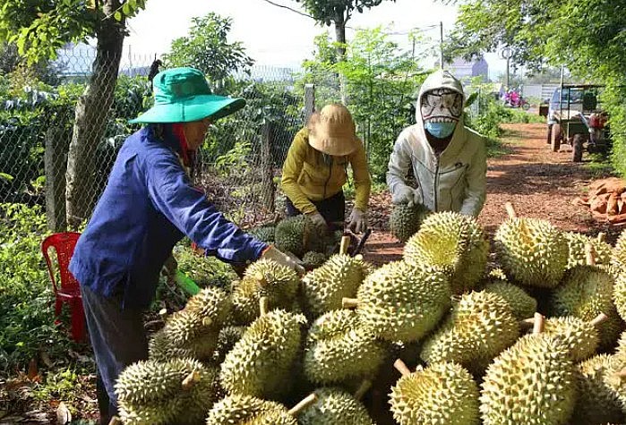 Trung Quốc tiêu thụ nông sản Việt nhiều nhất