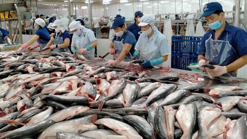 Xuất khẩu cá tra sang Trung Quốc và Hong Kong  tăng trưởng dương