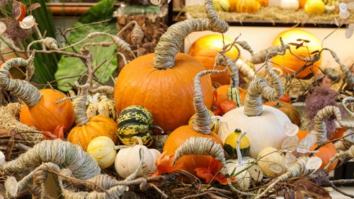 Bí ngô trang trí Halloween chiếm sóng thị trường