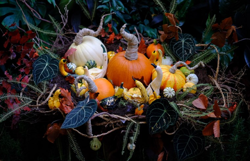 Săn mua set bí ngô đẹp hút mắt "sống ảo" dịp Halloween