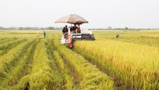 Hưng Yên hoàn thành thu hoạch hơn 25,1 nghìn héc-ta lúa mùa
