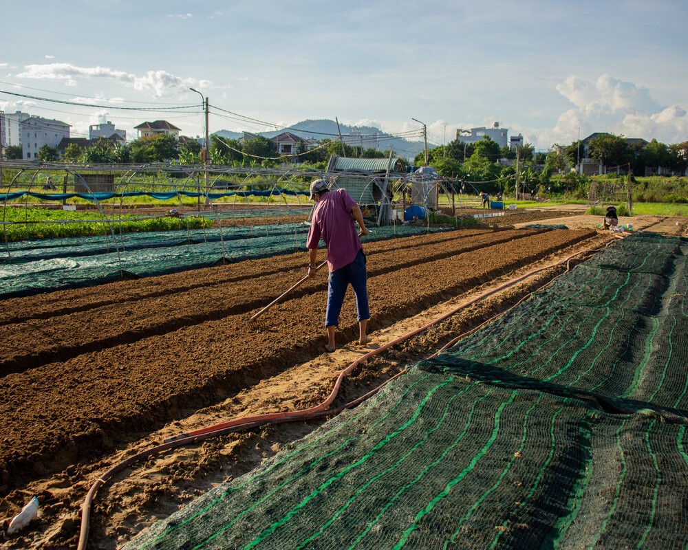 Nông dân Đà Nẵng tất bật trồng rau sau đợt mưa lớn