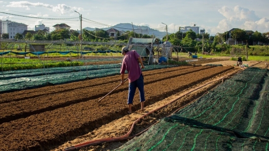 Nông dân Đà Nẵng tất bật trồng rau sau đợt mưa lớn