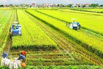 10 tháng đầu năm 2023, nông nghiệp Thanh Hoá có nhiều chuyển biến tích cực